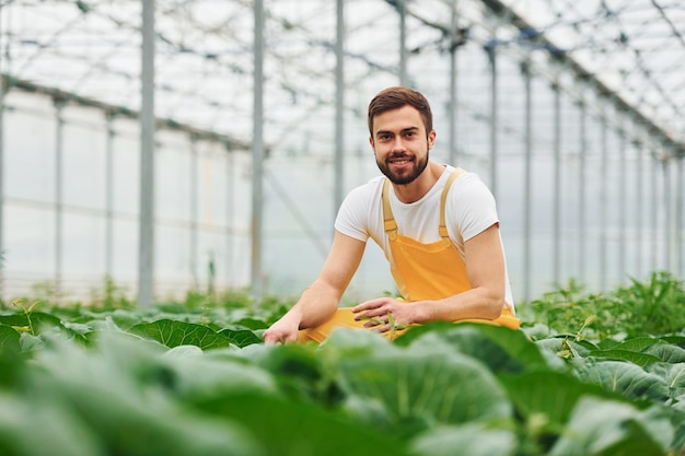 Taking care of cabbage Young greenhouse worker in yellow uniform have job inside of hothouse