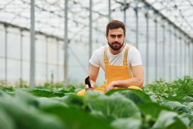 Taking care of cabbage Young greenhouse worker in yellow uniform have job inside of hothouse