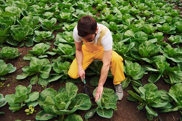 Taking care of cabbage Young greenhouse worker in yellow uniform have job inside of hothouse