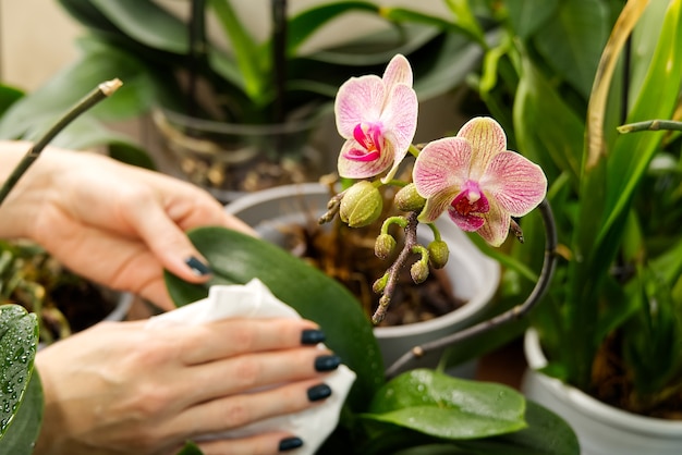 特別な液体でそれらに水をまく植物の世話をする