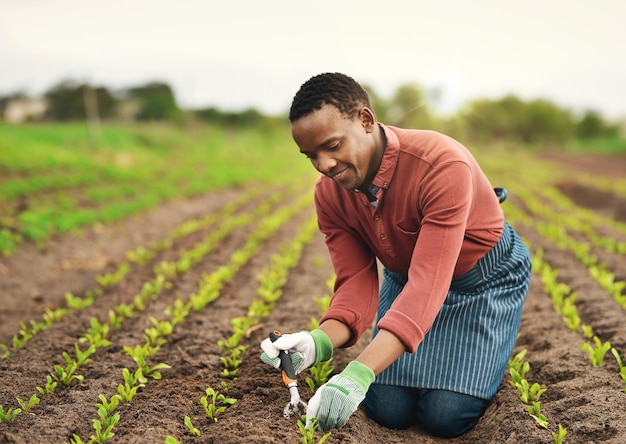 Taking care with every seed Full length shot of a handsome young male farmer planting seeds in his vineyard