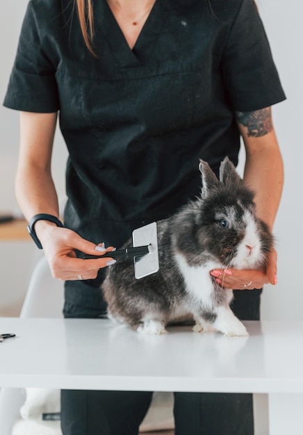 Photo taking out some amount of hair cute little rabbit is in the grooming studio