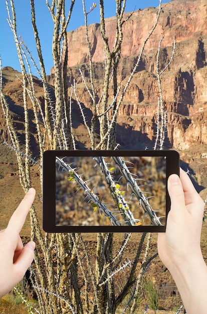 Photo taking photo of cactus in grand canyon mountains