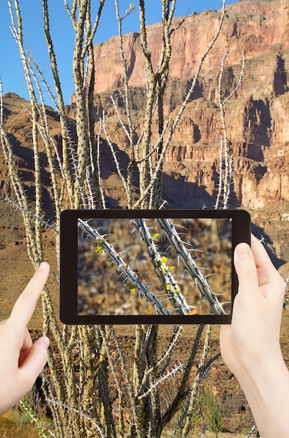 Taking photo of cactus in grand canyon mountains