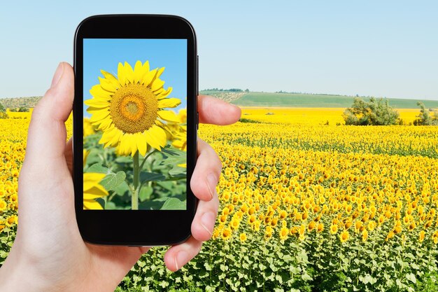 Taking photo sunflower field under blue sky