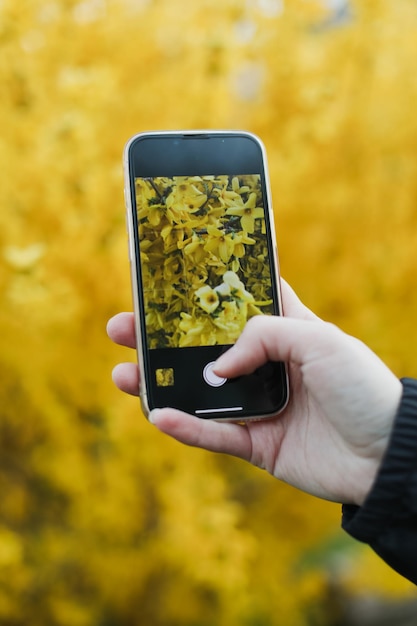 Taking photo of yellow blossoming forsythia in the garden in spring