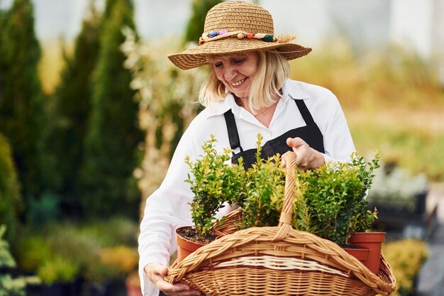 Taking plants in pots by using basket Senior woman is in the garden at daytime Conception of plants and seasons