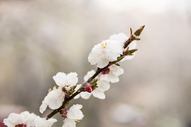 Takje abrikozen met bloemen bedekt met sneeuw op een onscherpe achtergrond