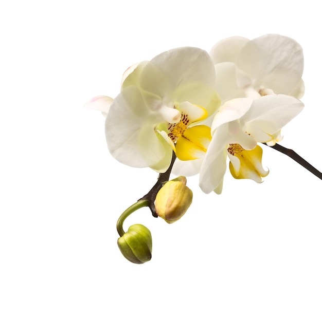 Takje bloeiende orchideeën geïsoleerd op witte achtergrond