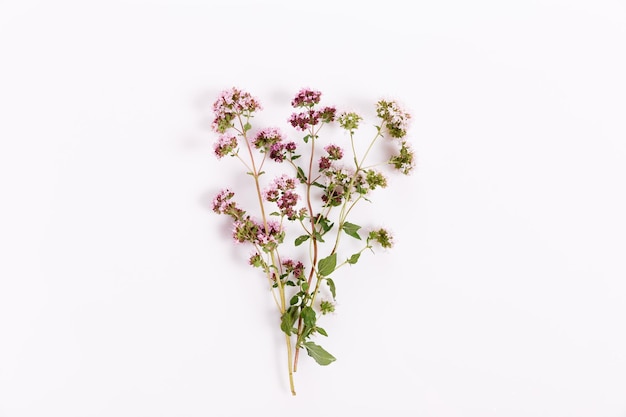 Takje bloemen en bladeren van oregano op een witte achtergrond bovenaanzicht plat lag bloeiende marjolein