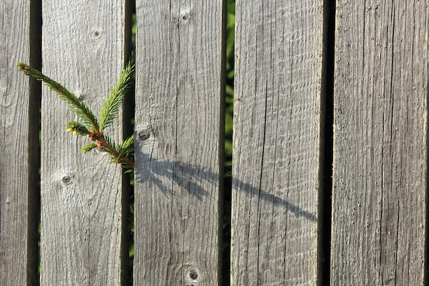 Takje groene den groeit tussen de houten planken van het hek