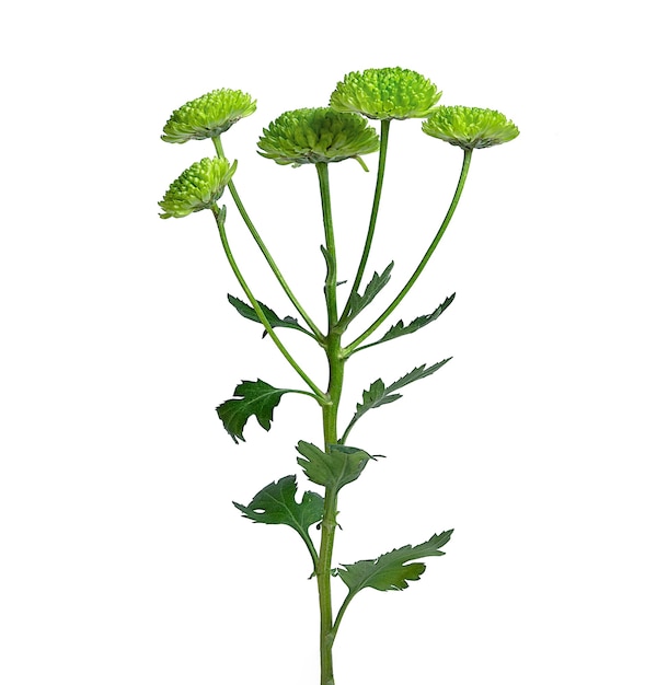 Takje groene kleine chrysant