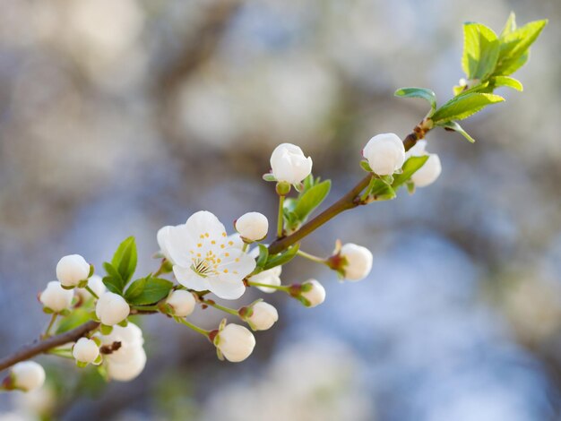 Takje lente boom bloesem