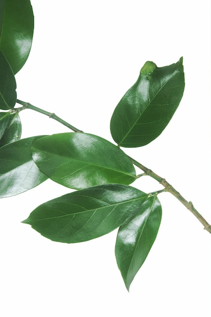 Takje met lente groene bladeren geïsoleerd op een witte achtergrond