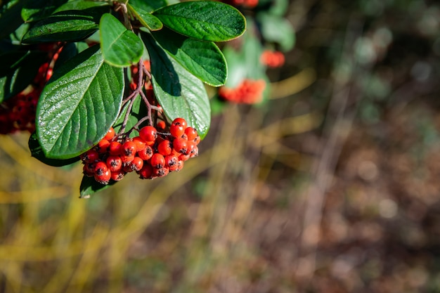 Foto takje met rood rijp fruit pyracantha coccinea.