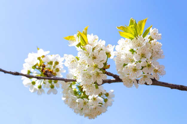 Takje met witte kersenbloemen op een blauwe hemelachtergrond Lentebloei in de tuin