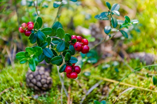 Takje rijpe vossebes groeit bij het opruimen van mosbes veenbessen bosbessen in bos