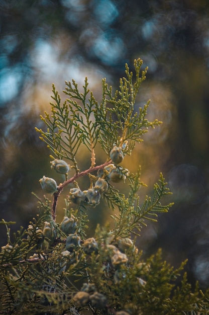 Takje thuja