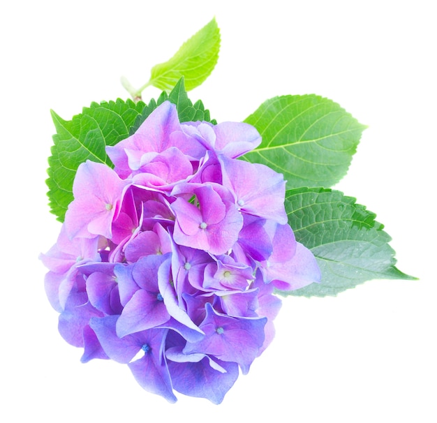 Takje van blauwe en violette hortensia verse bloemen geïsoleerd op wit