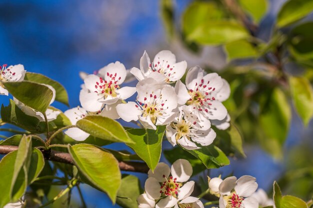 Takje witte bloemen bloeit op een perenboom tegen een blauwe lucht, close-up