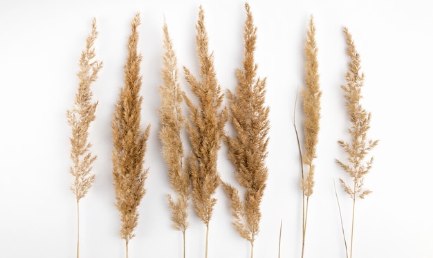 Takjes droog riet zijn op een witte achtergrond aangelegd Droog gras bloeit kruiden