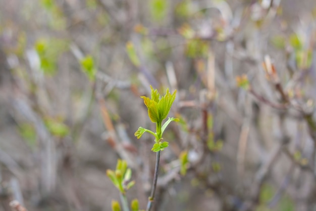 Takjes met fris groen blad