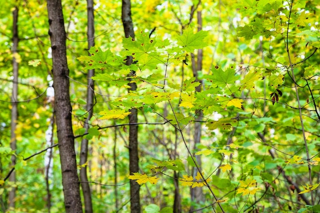 Takjes met groene en gele esdoornbladeren in bos