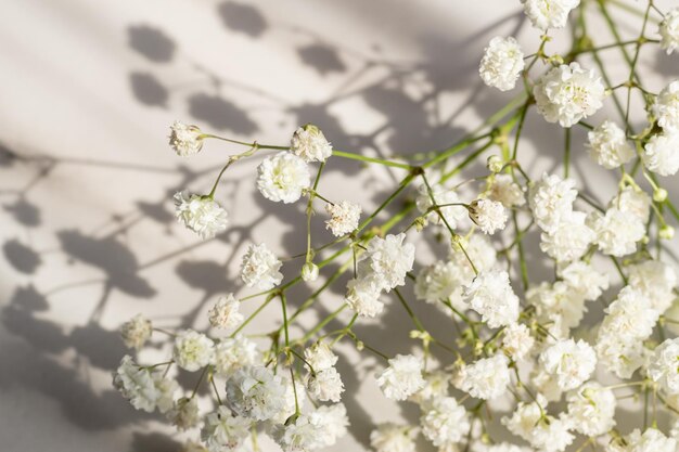 Takjes met kleine witte bloemen van Gypsophila Babysbreath op witte achtergrond met schaduwen