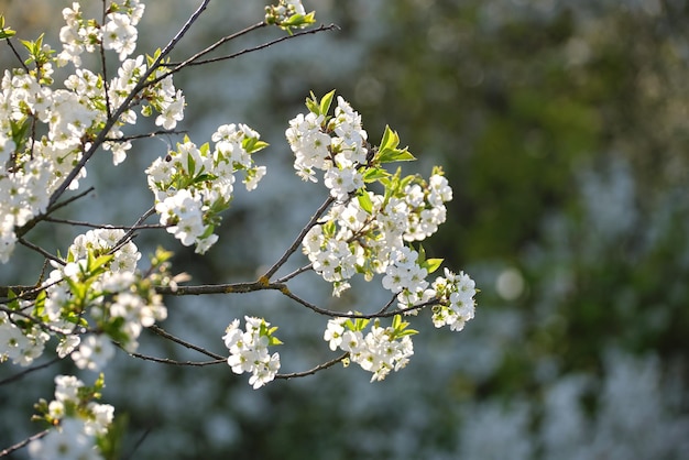 Takjes van kersenboom met wit bloeiende bloemen in het vroege voorjaar.