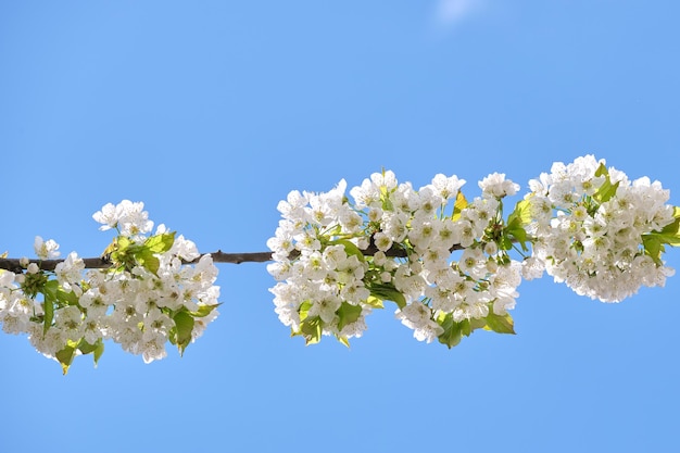 Takjes van kersenboom met wit bloeiende bloemen in het vroege voorjaar
