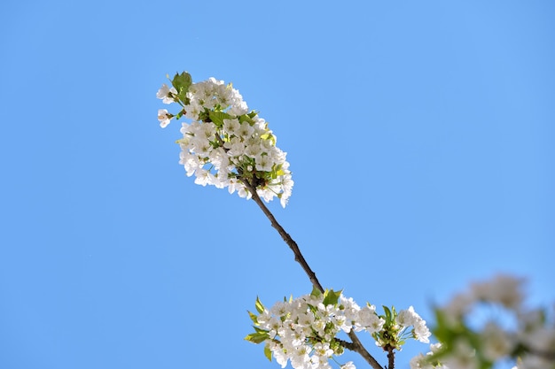 Takjes van kersenboom met wit bloeiende bloemen in het vroege voorjaar