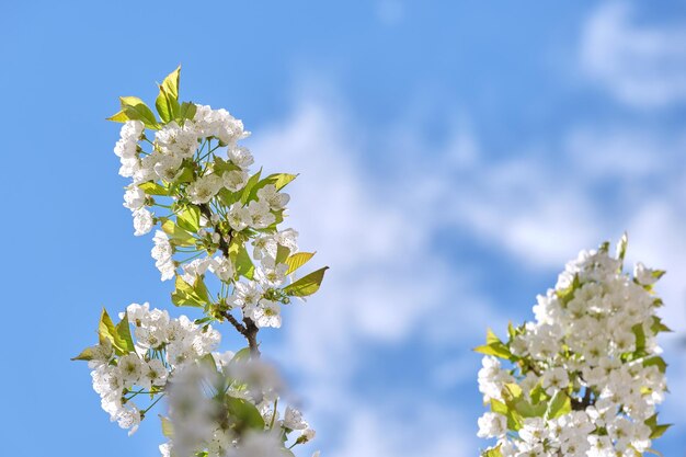 Takjes van kersenboom met wit bloeiende bloemen in het vroege voorjaar