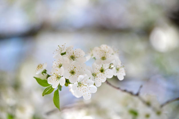 Takjes van kersenboom met wit bloeiende bloemen in het vroege voorjaar