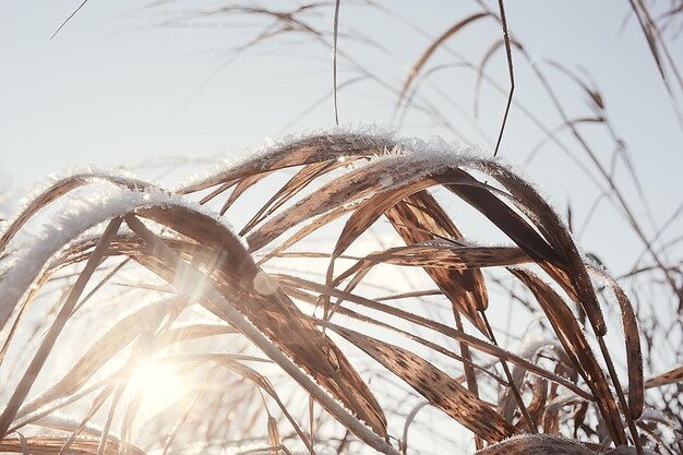 takken bedekt met rijm achtergrond, abstract landschap sneeuw winter natuur vorst