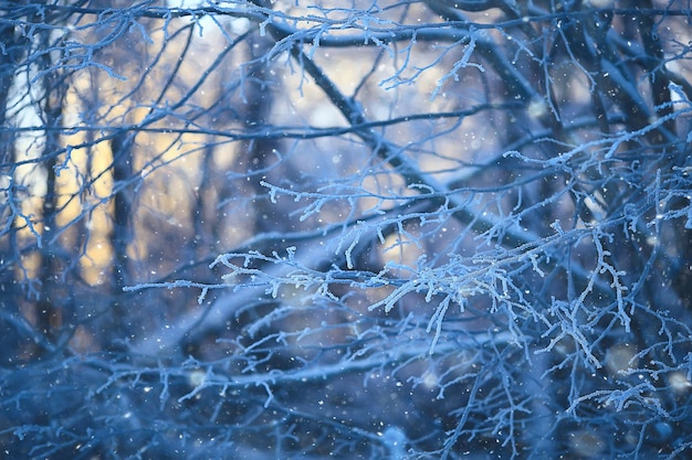 takken bedekt met rijm achtergrond, abstract landschap sneeuw winter natuur vorst