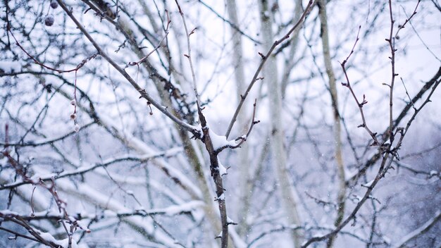 Takken bedekt met sneeuw