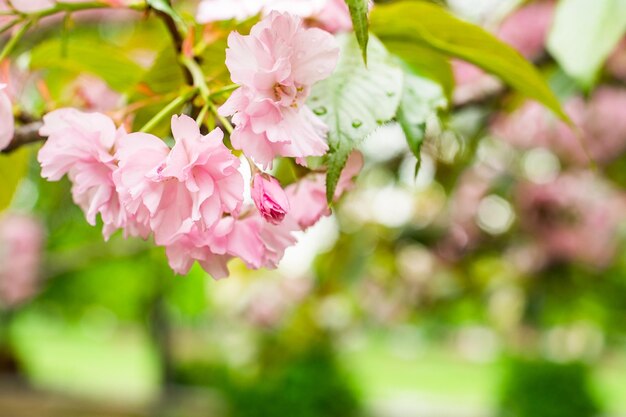 Takken bloeiende kers op de lente op de natuur buitenshuis Roze sakura bloemen verbazingwekkend kleurrijk dromerig romantisch artistiek beeld lente natuur