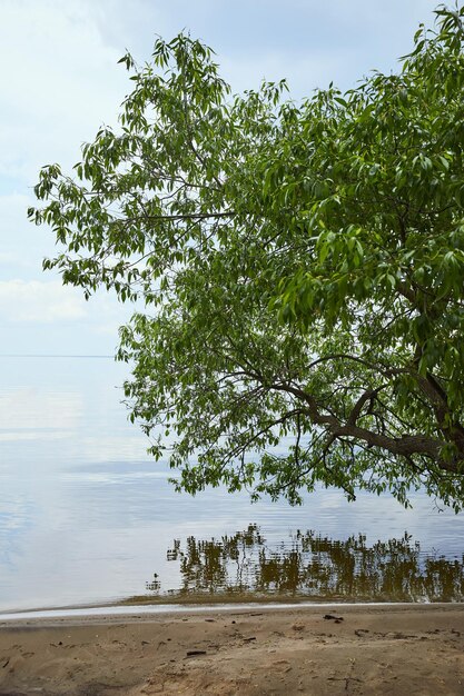 takken boom groene bladeren rivier