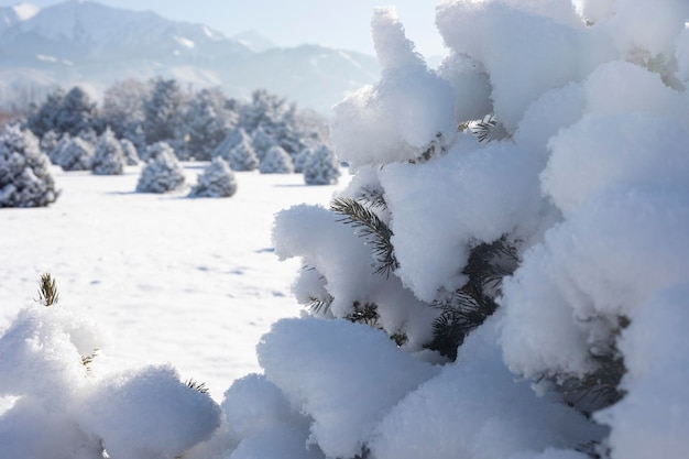 Takken dennenboom bedekt met pluizige sneeuw Fabulous Christmas card
