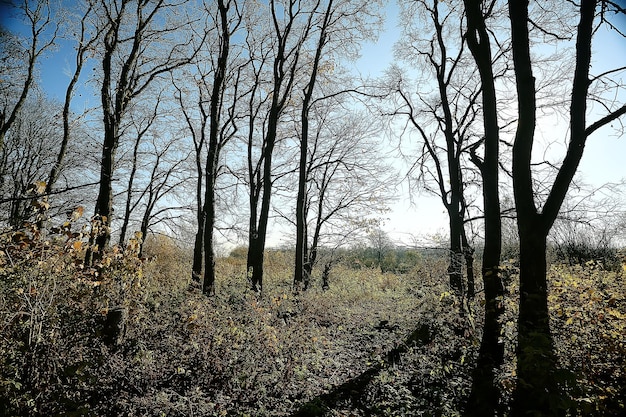 takken herfst top achtergrond / abstracte seizoensgebonden hemelachtergrond