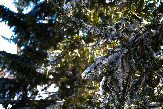 Takken in de sneeuw een close up van een boom