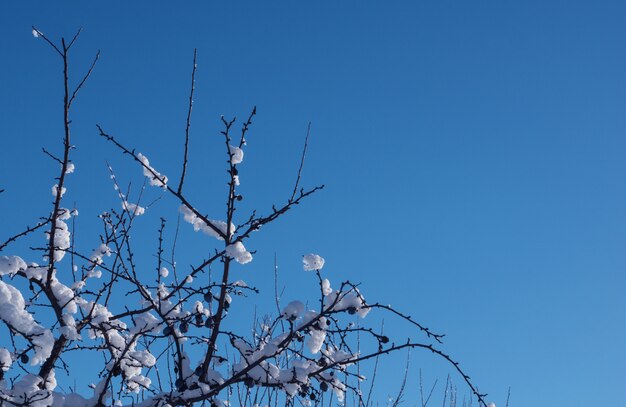 Takken in de sneeuw tegen de blauwe hemel.