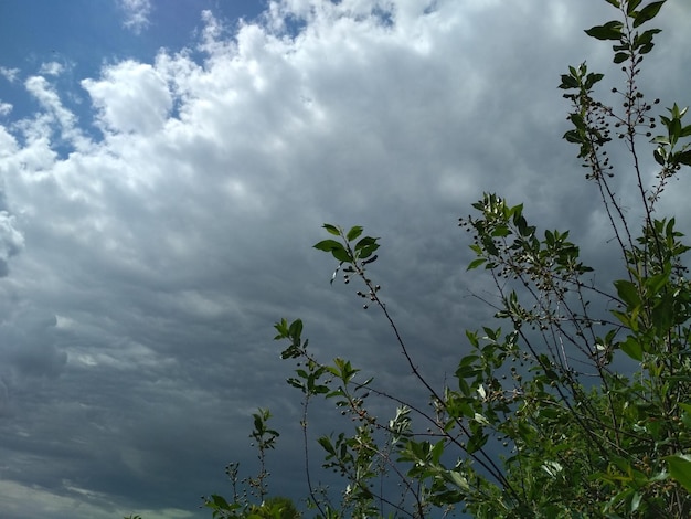 takken kersen tegen de achtergrond lucht wolken weer natuur dorp landelijk leven