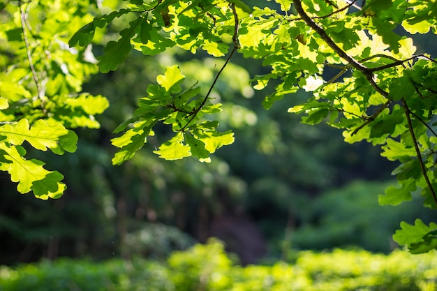 Takken met bladeren op groene achtergrond