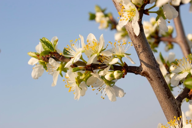 Takken met bloem aan de boom Bloeiende pruimen en blauwe lucht