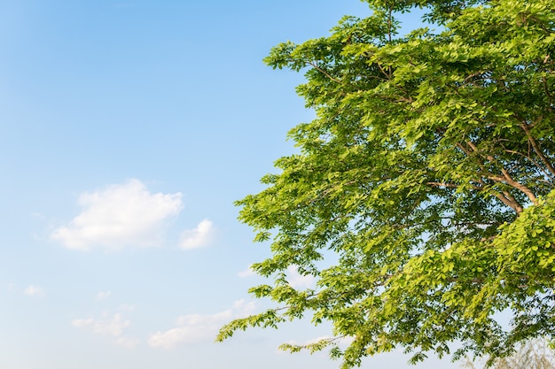 Takken met groene bladeren op de blauwe hemel.