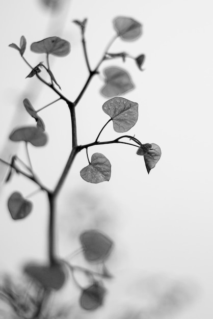 Takken met jonge bladeren van de cercis siliquastrum in zwart en wit