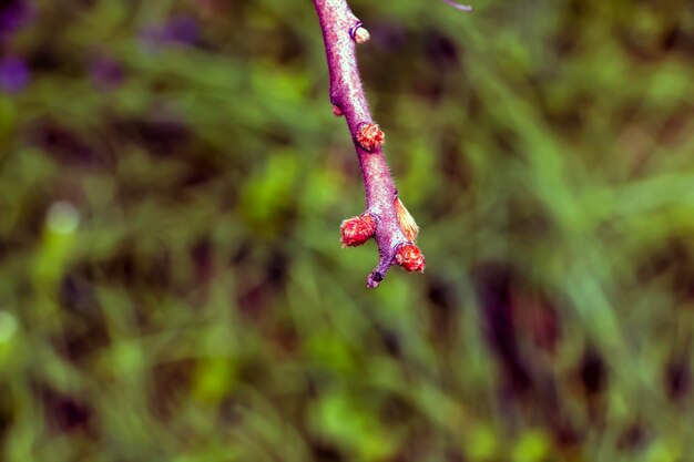 Takken met knoppen van staghorn sumac in het vroege voorjaar in de tuin