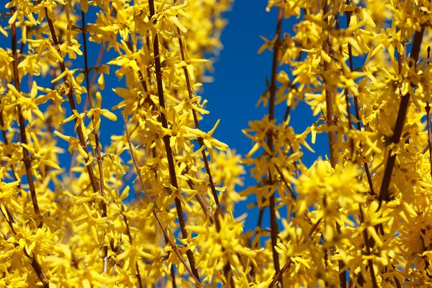 Takken met open gele bloemen van forsythia-planten op een achtergrond van blauwe lucht