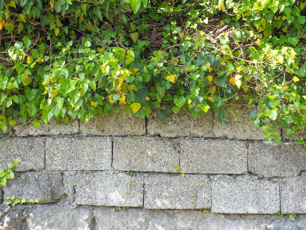 Takken op de muur van cementblokken Achtergrond Natuur en architectuur